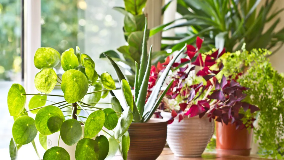 Devo regar mais as plantas no verão? A que horas? E como faço nas férias?