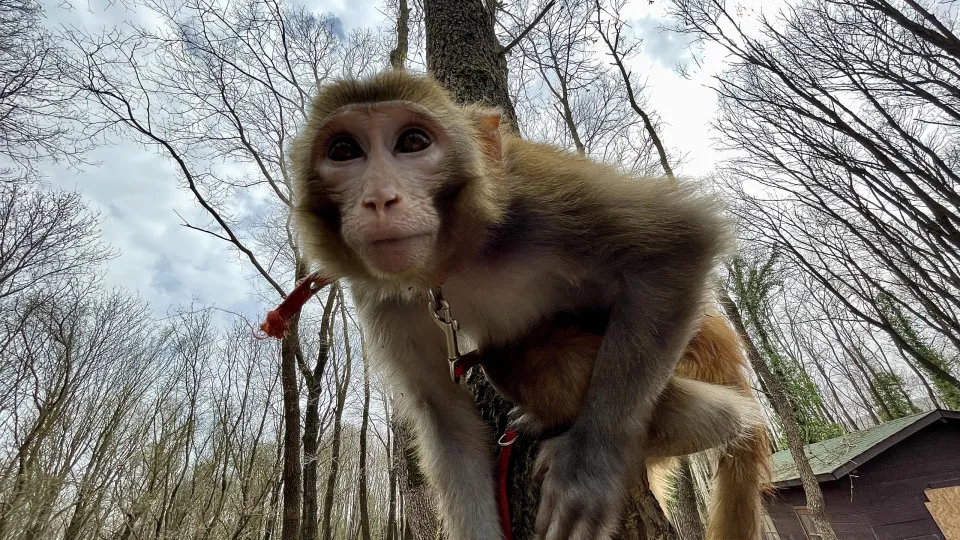 Nesta ilha, macacos têm mais relações sexuais com machos que com fêmeas