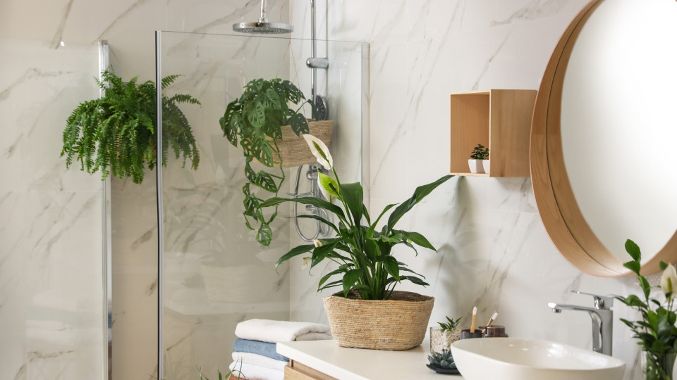 Quer decorar a casa de banho com plantas? Aqui tem sugestões 