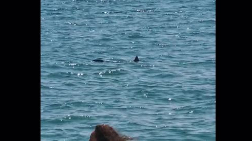 Tubarão nadou (bem) perto da costa em França. Momento foi gravado