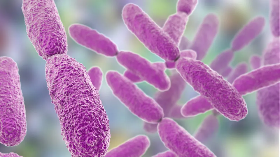 Klebsiella Pneumoniae. O que é? Que perigos representa?