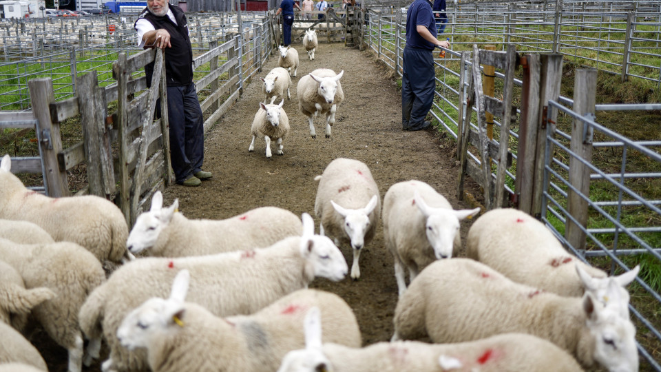 Rebanho de ovelhas devora plantação de 100 kg de canábis na Grécia