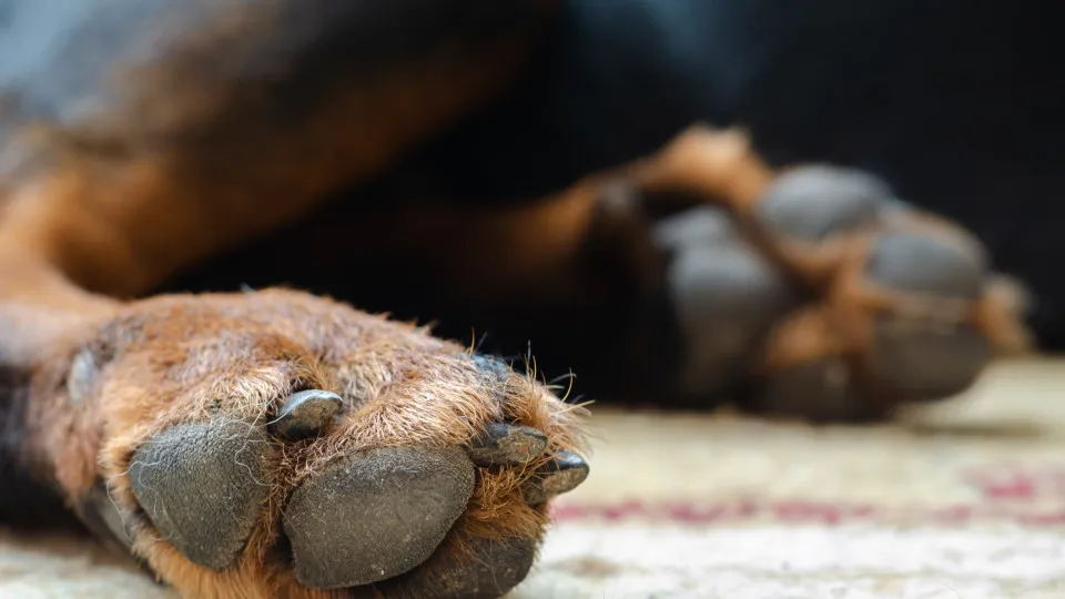 Mulher morre após ser atacada pelos seus três cães na Argentina