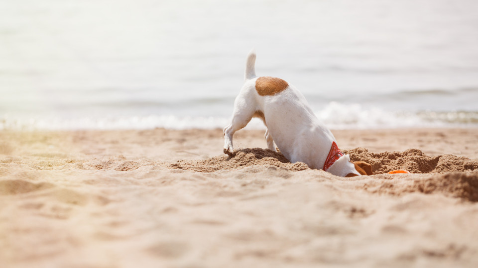  PAN apresenta iniciativa para facilitar acesso de cães às praias