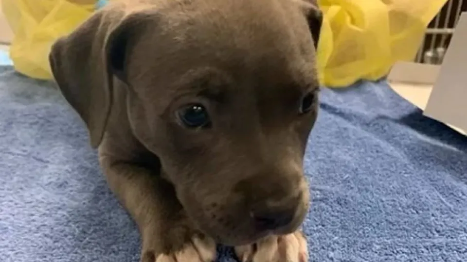 Polícia salva pitbull bebé que teve overdose por tomar fentanil dos donos