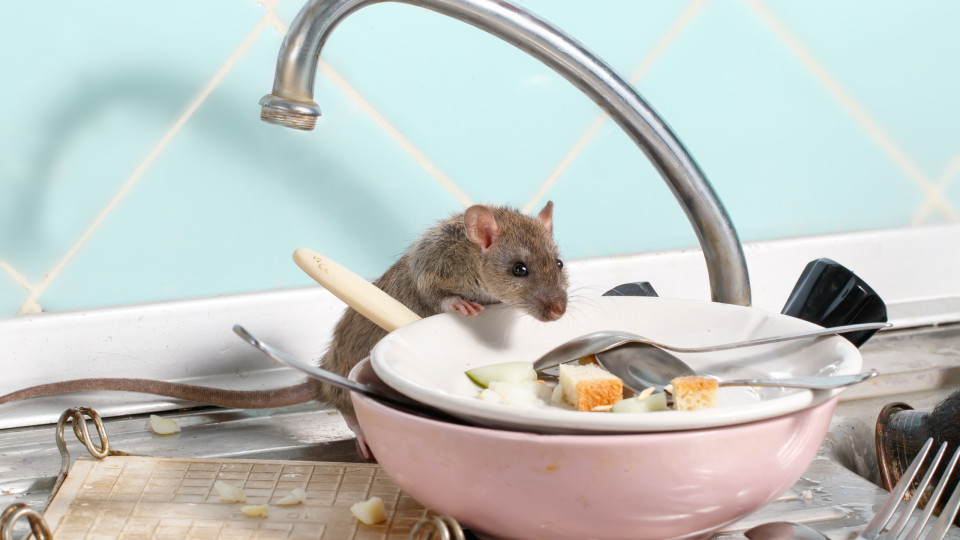 O que deve fazer para manter os ratos longe de sua casa