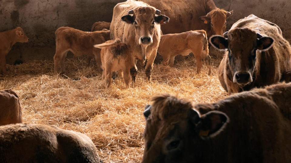 Woman dies after being attacked by cows on Spanish farm