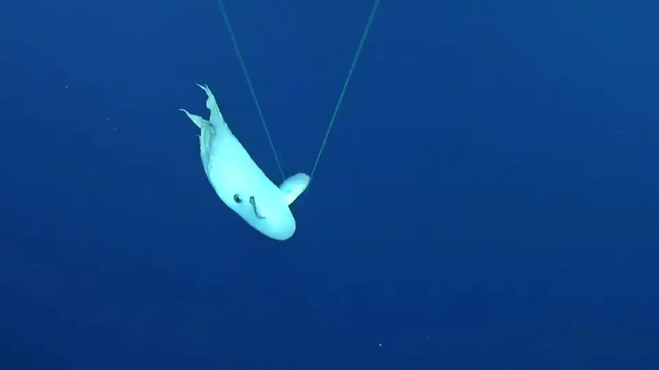 Polvo 'Dumbo' filmado nas profundezas do Oceano Pacífico. As imagens