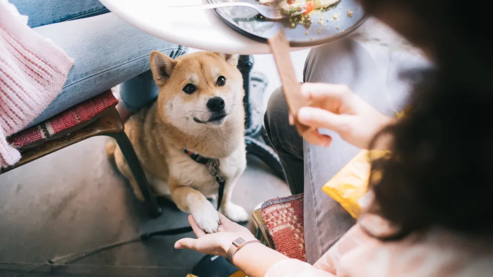 Afinal, animais podem ou não entrar em restaurantes? Eis o que diz a lei