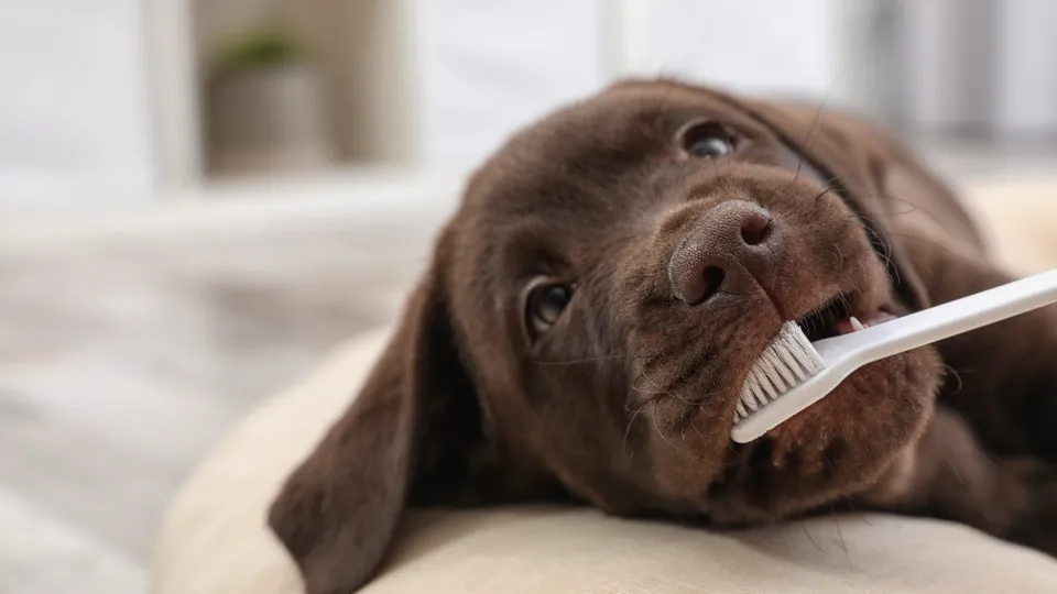 Quatro cuidados de higiene oral (simples) que deve ter com cães e gatos