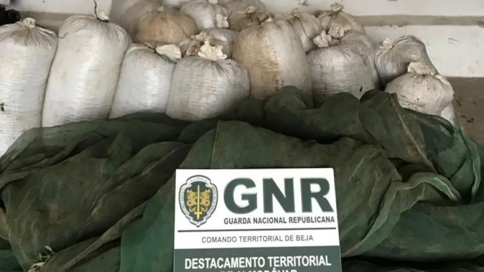 GNR apreende 800 kg de azeitona furtada em Castro Verde. Há 4 detidos