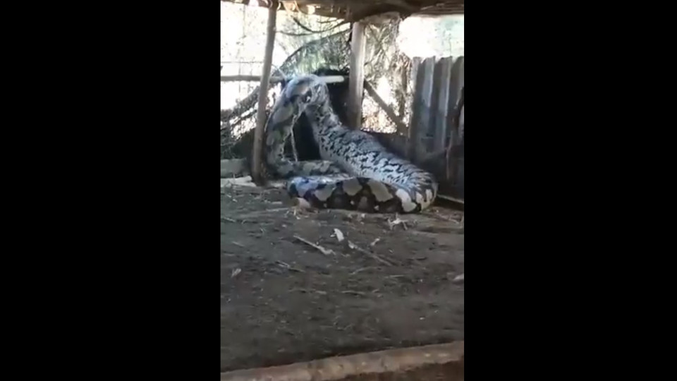 Serpente gigante entra em casa na Índia. Tinha 5 metros e 80 quilos