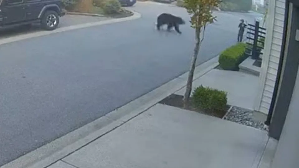 "Congelado de medo". Urso aparece em bairro nos EUA e corre até menino