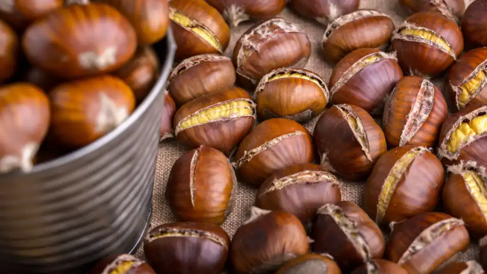 Vento forte causa prejuízos avultados na castanha de Valpaços