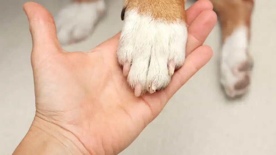 Vigilante de hospital adota cão que esperava há meses por dono que morreu