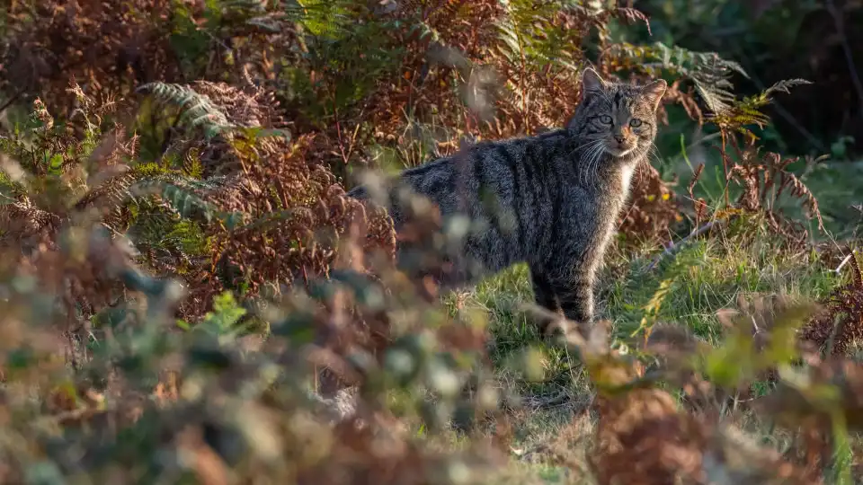 Fotógrafo capta imagem de gato-bravo. "Felino mais raro de Portugal"