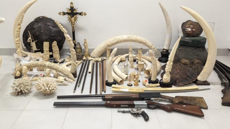 GNR apreendeu 100 peças feitas com partes e derivados de animais mortos
