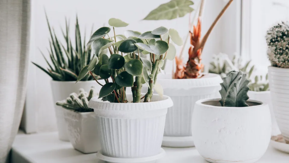 Dicas para manter as plantas saudáveis no inverno