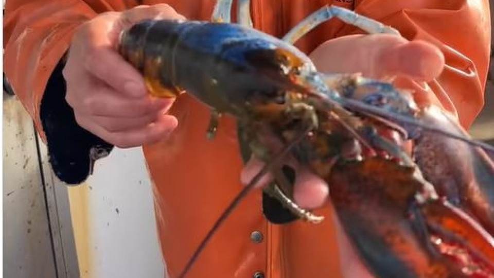 Lagosta capturada nos EUA torna-se viral. Tem duas cores e dois sexos