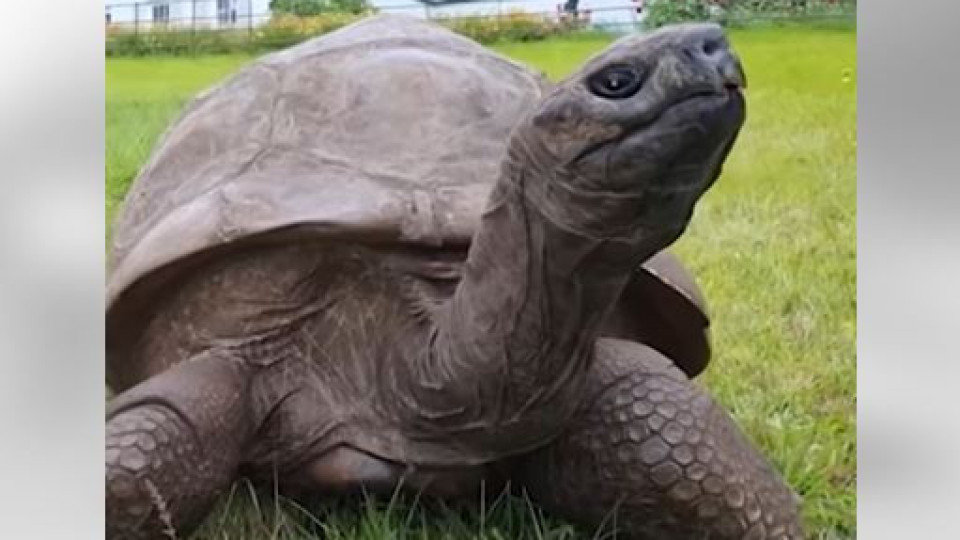 Tartaruga mais velha do mundo completa 191 anos (mas pode ter ainda mais)