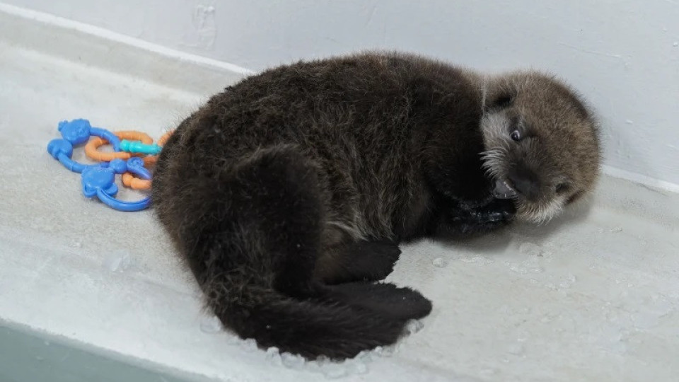 Cria de lontra marinha encontrada sozinha no Alasca 'encontra' novo lar
