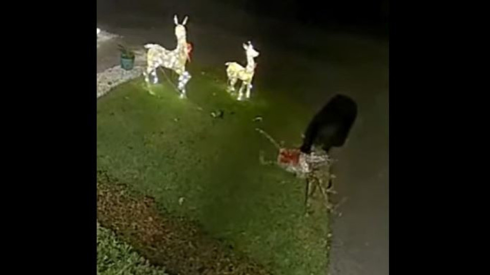 Urso invade jardim de casa nos EUA e ataca renas de Natal luminosas