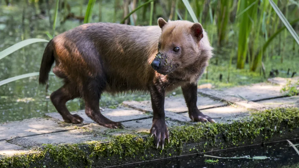 Animal em risco de extinção muda de cidade para encontrar 'companheira'