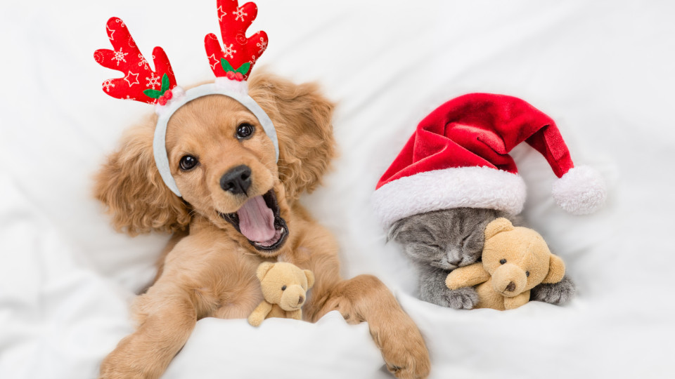 Tem animais em casa? Poucas pessoas prestam atenção a isto nesta época