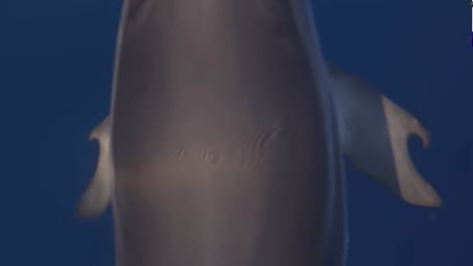 Golfinho raro com 'polegares' nas barbatanas fotografado na Grécia