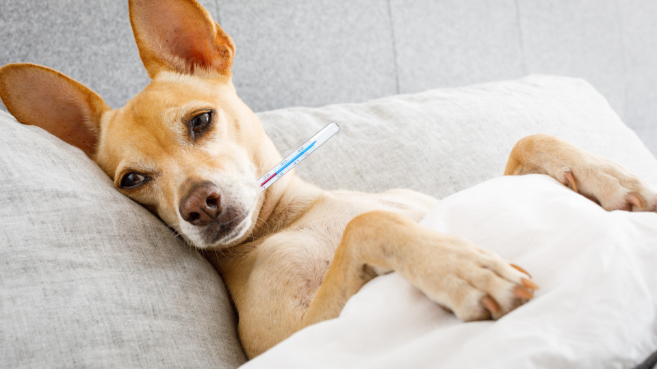 Três sinais que indicam que um cão tem febre