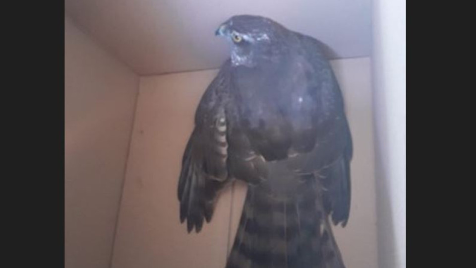 GNR recupera gavião "incapaz de voar" em rua de Proença-a-Nova
