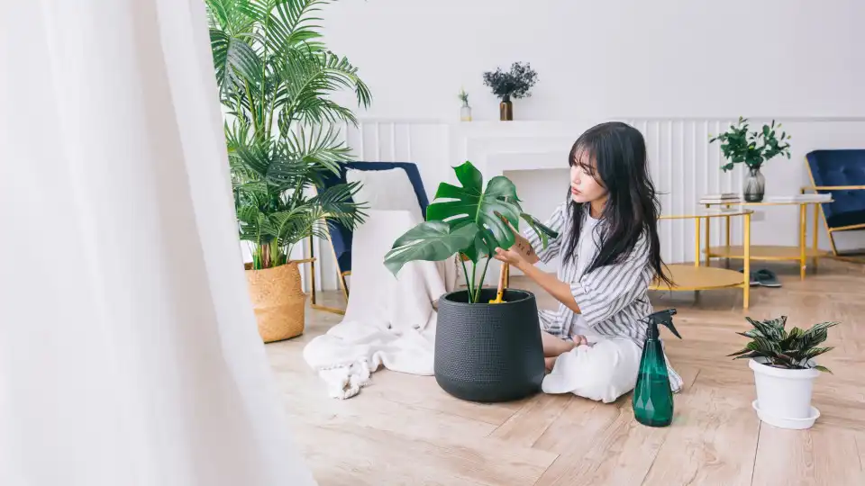 Plantas que são capazes de sobreviver durante muito tempo