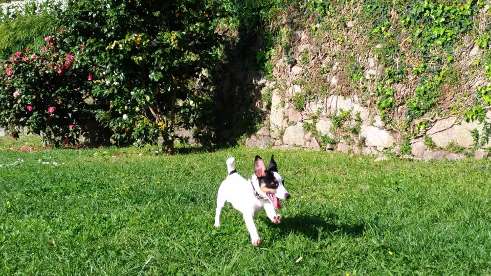 Cão esteve desaparecido durante 17 dias. Apareceu na véspera de Natal