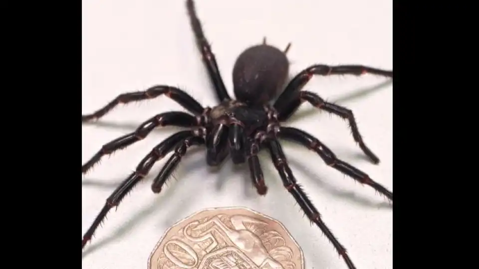 Maior macho da aranha mais venenosa do mundo encontrado na Austrália