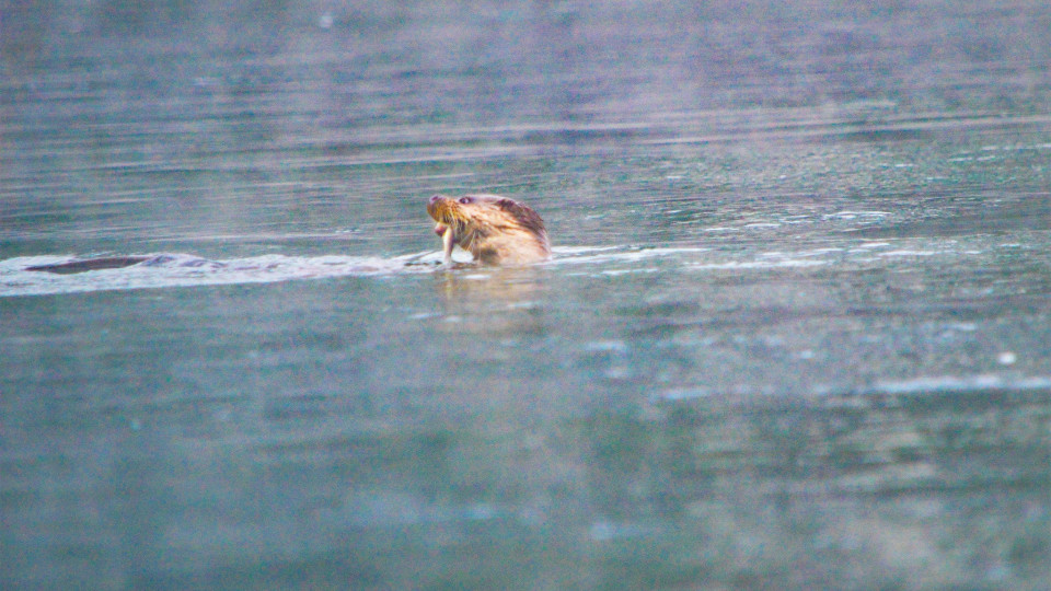 Lontra fotografada a alimentar-se no rio Cávado em Braga