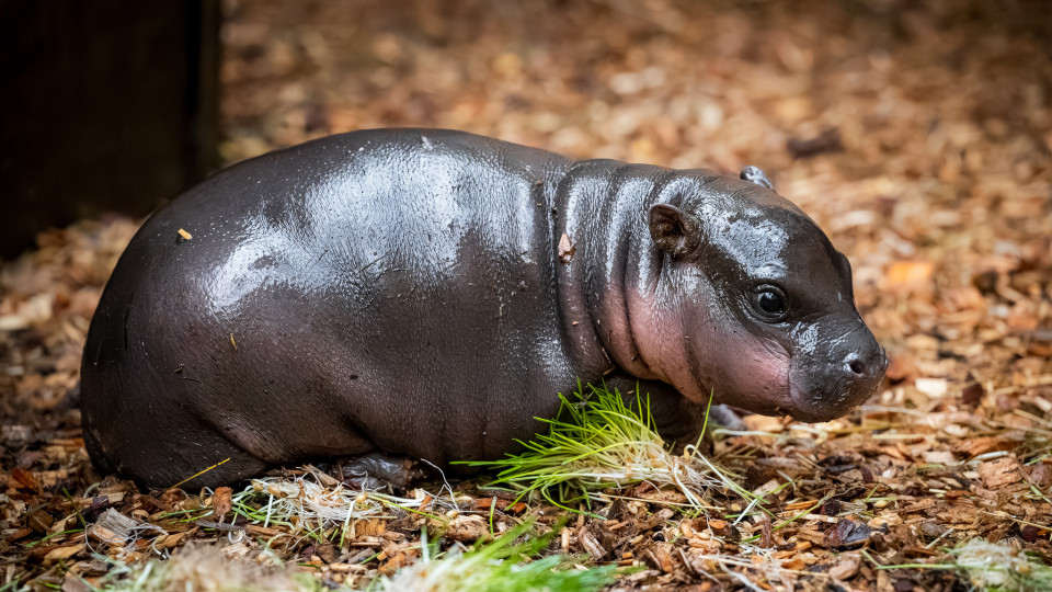 Raro hipopótamo pigmeu nasceu em zoo checo. Eis a 1.ª sessão fotográfica