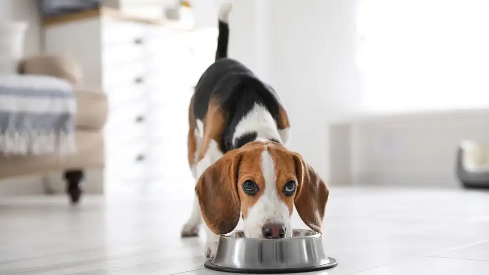 Dez coisas que muitos fazem e os cães odeiam 