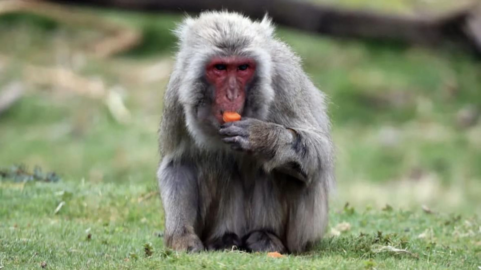 Macaco que fugiu há 3 dias de Zoo na Escócia foi avistado. Caça continua