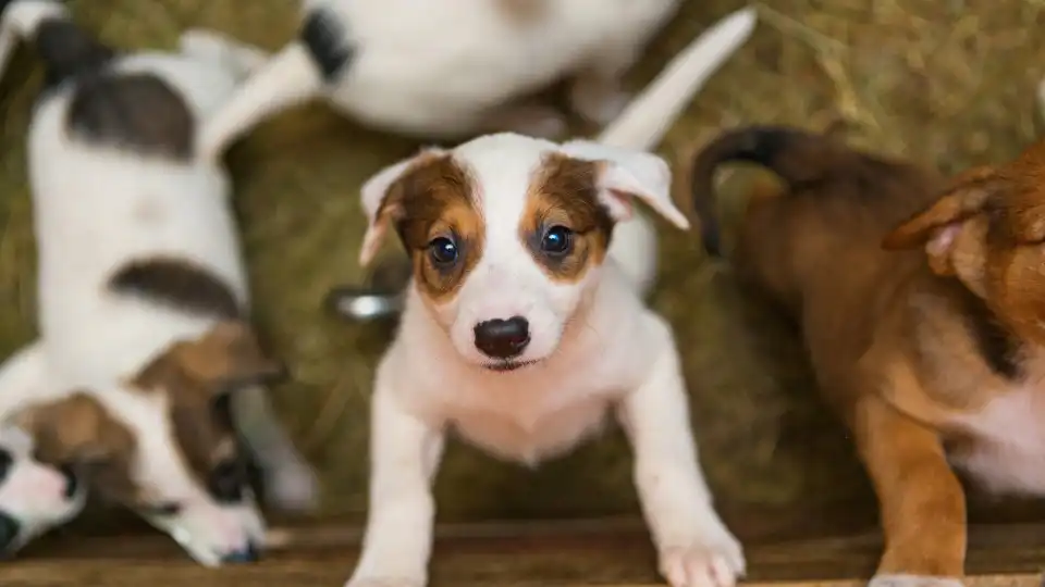 Faça isto e o seu cão será o mais sociável do parque