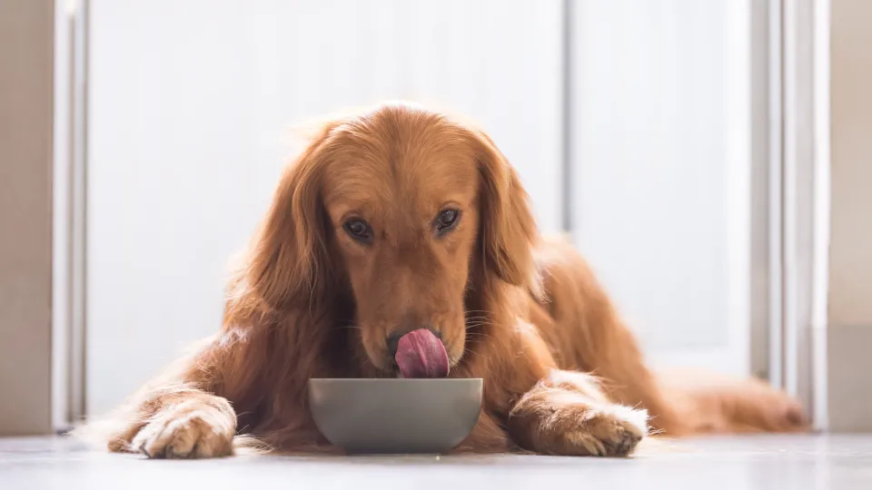 É por isto que os cães escondem comida