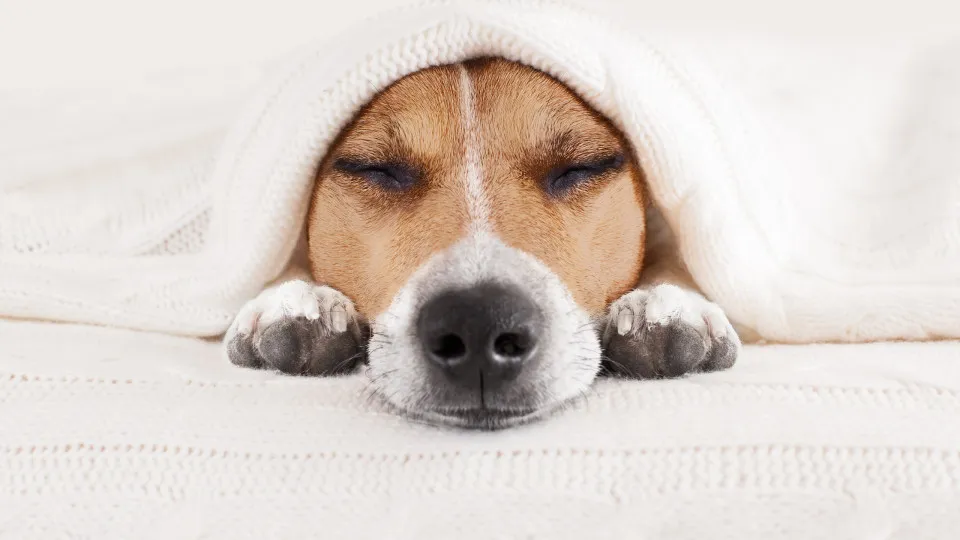 Pode não parecer, mas o seu cão está com muitas dores. Esteja atento