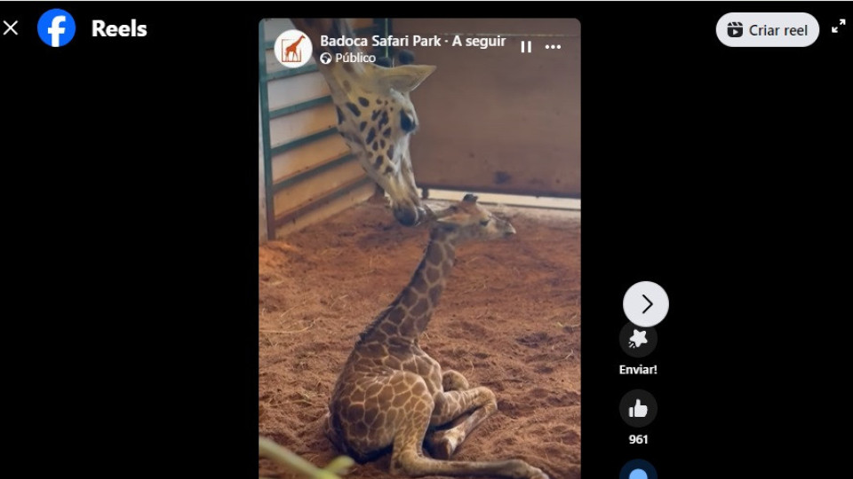 Há uma nova cria de girafa no Badoca Park (e as imagens são imperdíveis)