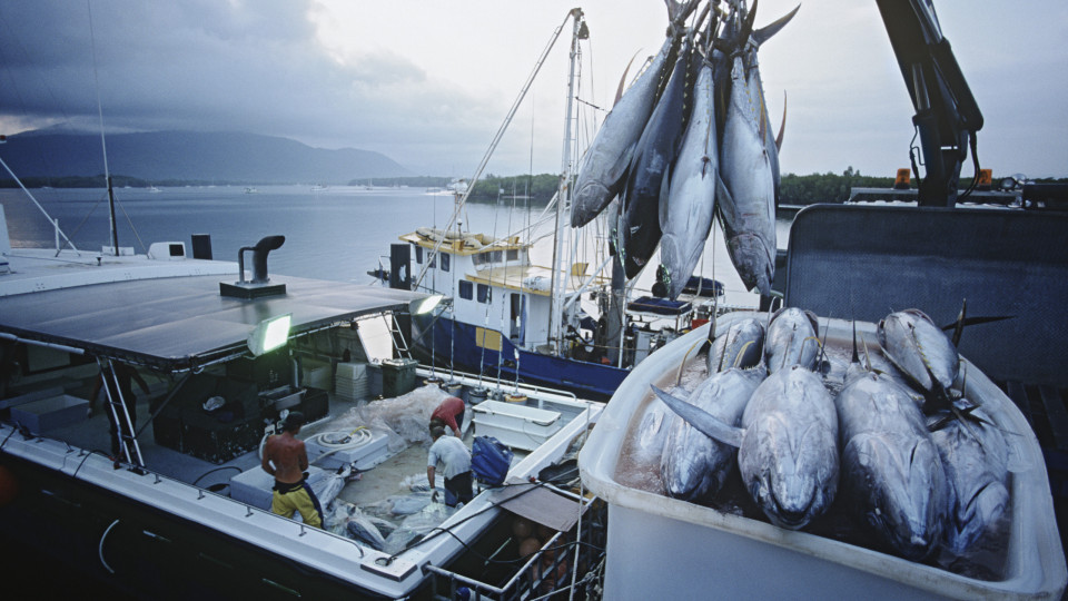 Pesca de atum patudo e espadim azul do Atlântico pode vir a ser encerrada