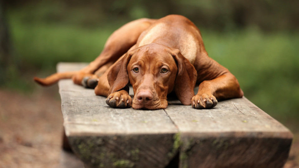 Os cães ficam muito stressados quando os donos fazem isto