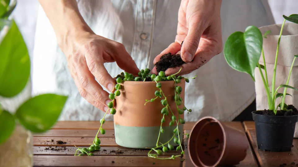 Dez plantas que decoram a casa e fazem maravilhas pela saúde 