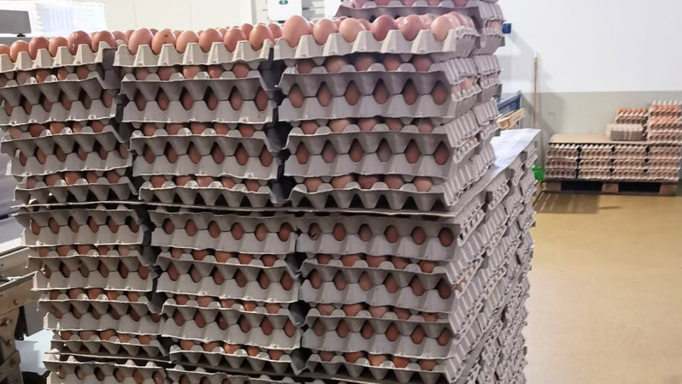 ASAE apreende quase 113 mil ovos em ação em Leiria e Ansião