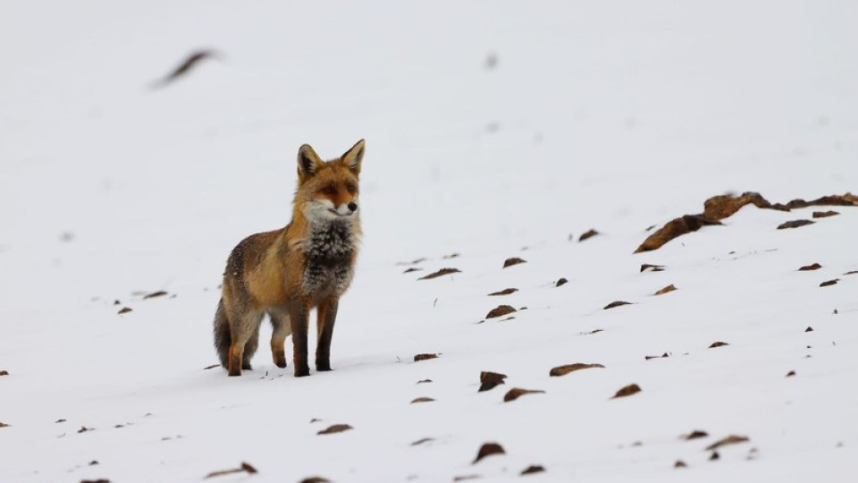 "Linda". Raposa fotografada a caçar na neve em pleno Gerês