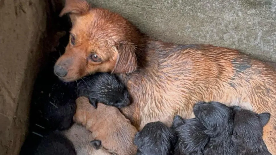 Cadela e nove filhotes recém-nascidos encontrados num buraco em Lisboa