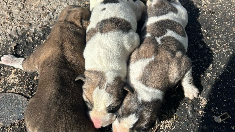 Cães "com três dias e cordão umbilical" encontrados em ecoponto em Olhão
