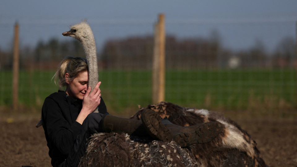 Nesta quinta, avestruzes são usadas em terapias (e até as pode abraçar)